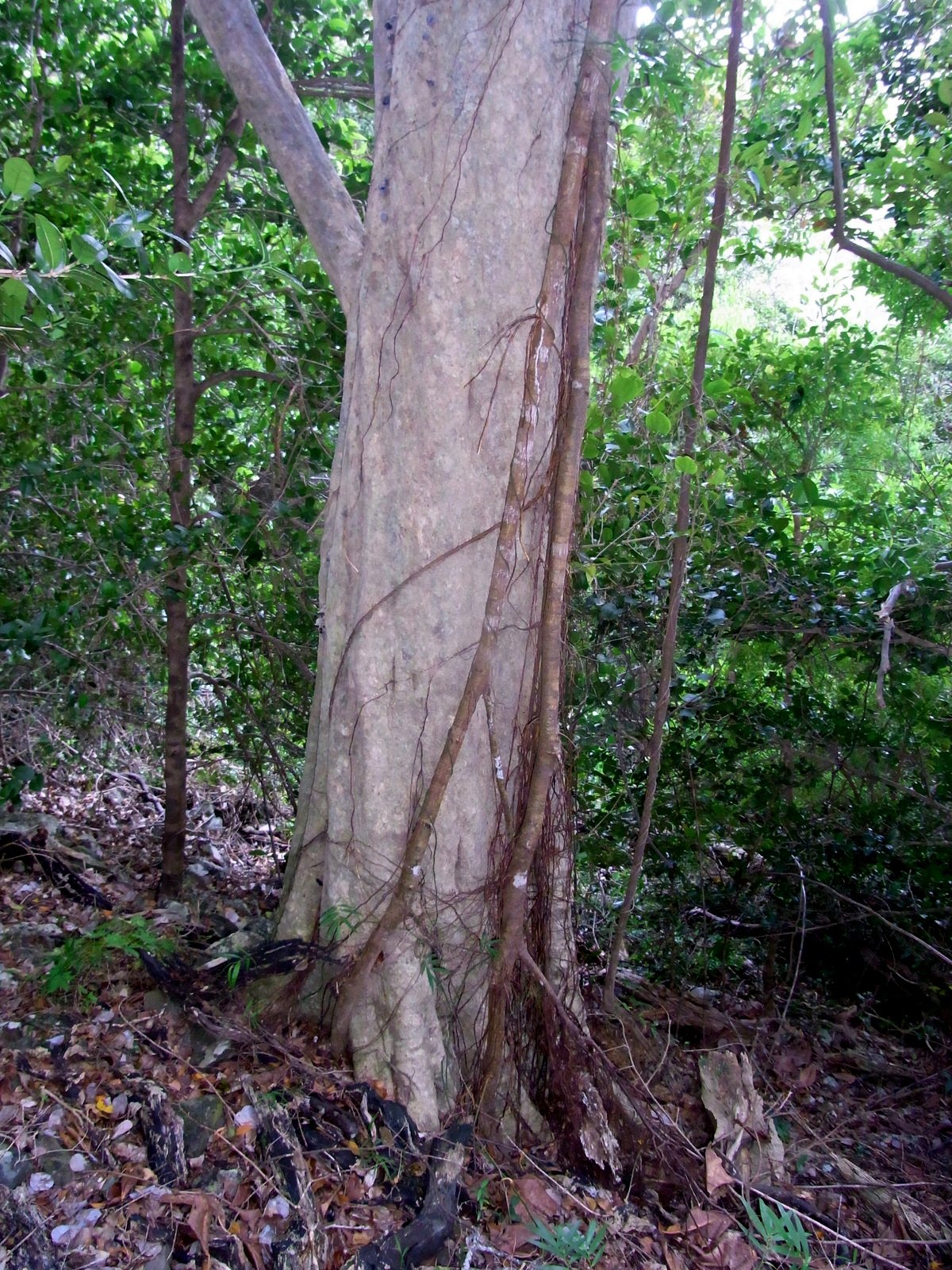 Climate Change and the Future of Strangler Figs (image credits: wikimedia)