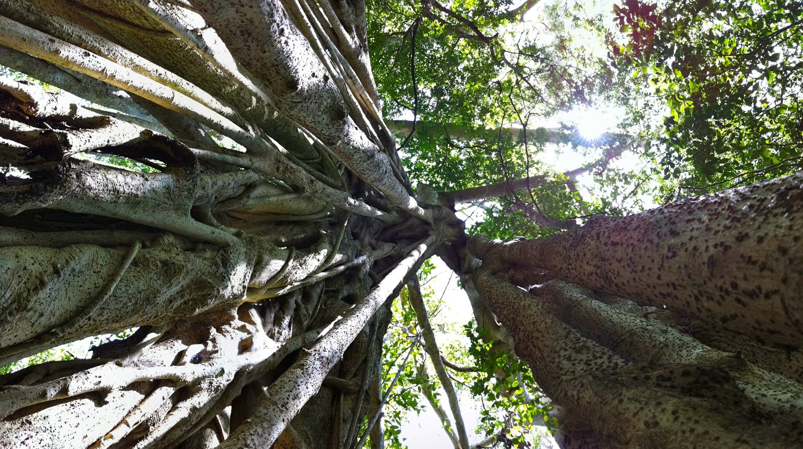 Strangler Figs: The Beautiful Killers of the Rainforest Canopy