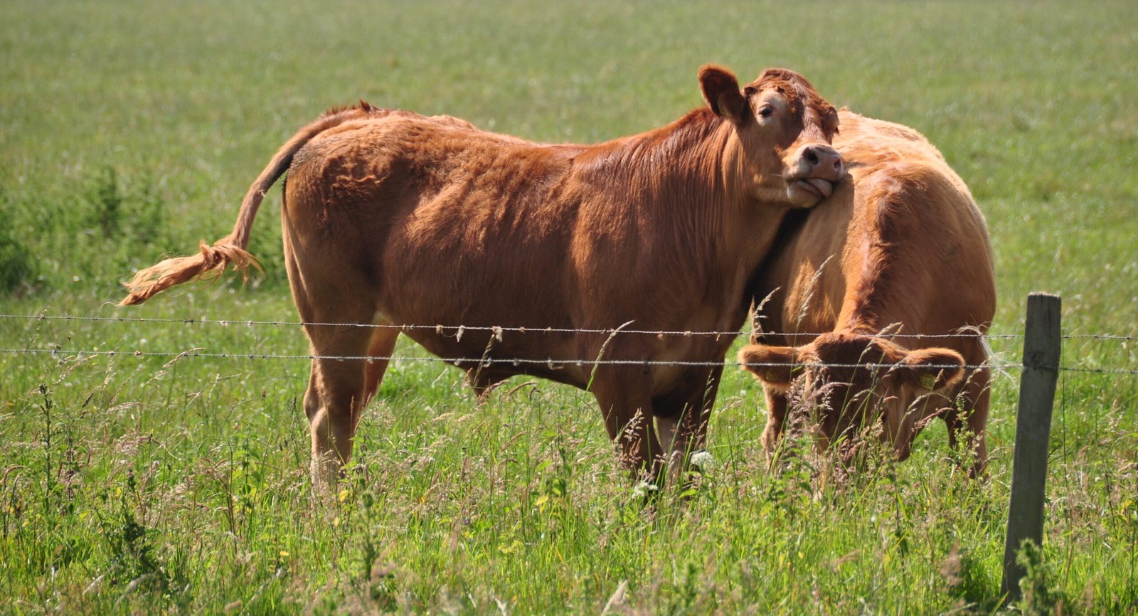 Learning from Nature: Mimicking Wild Cow Behavior (image credits: wikimedia)