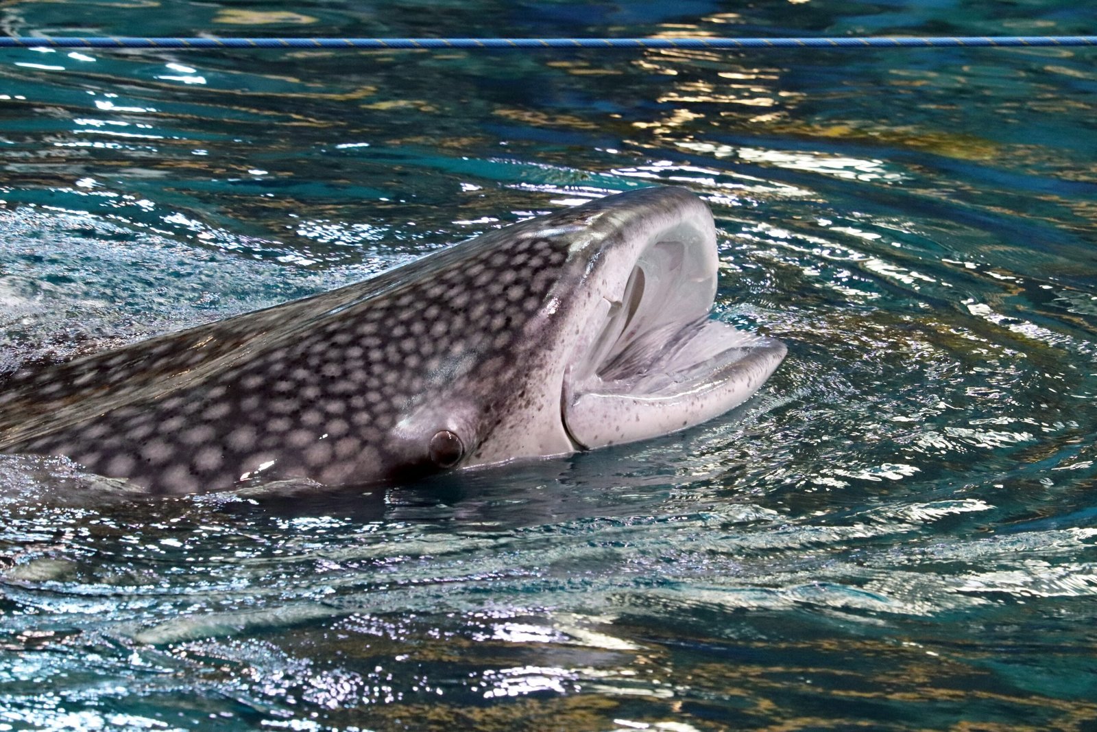 A Unique Smile and Social Grace (image credits: wikimedia)