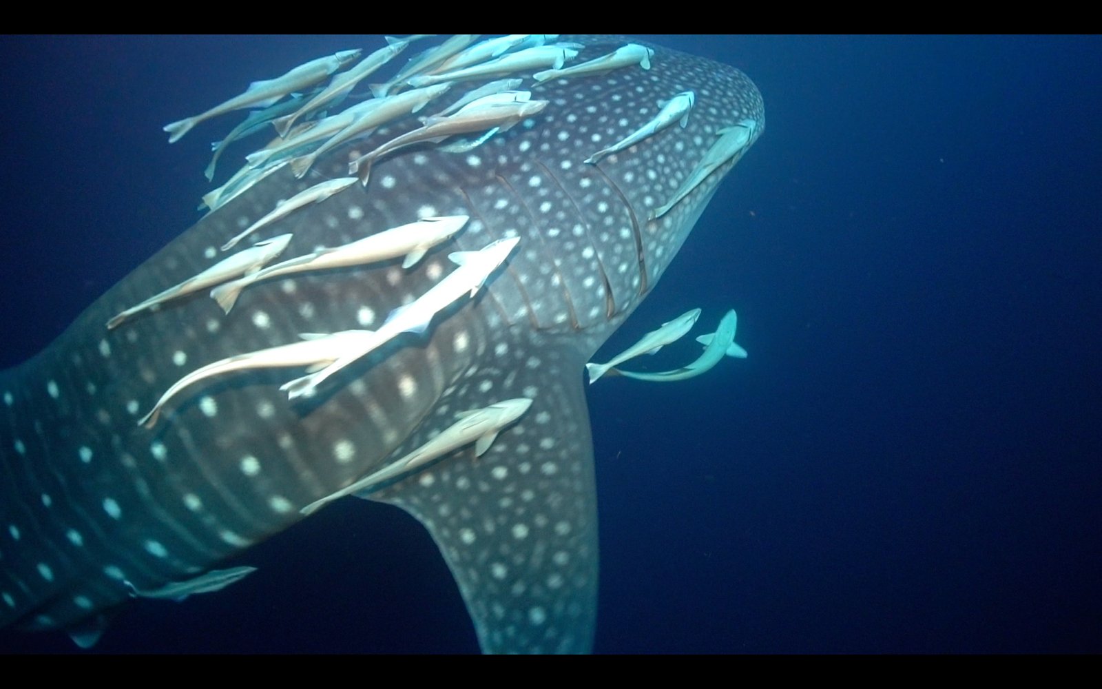 Reproduction: Secrets Still Unfolding (image credits: wikimedia)