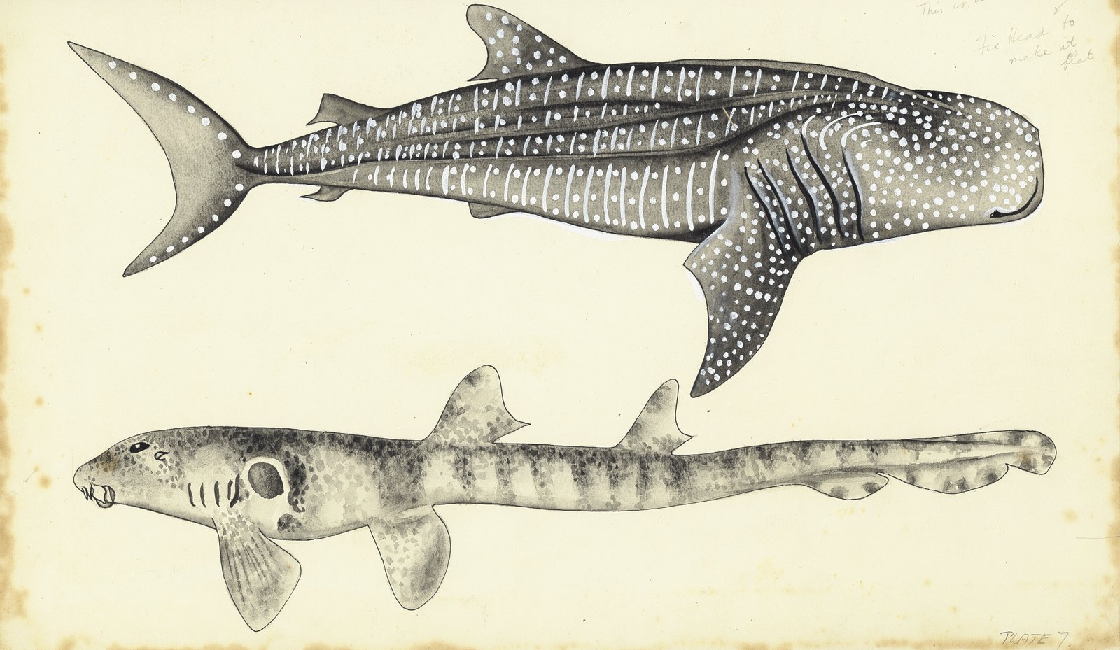 Conservation: A Race Against Time (image credits: wikimedia)