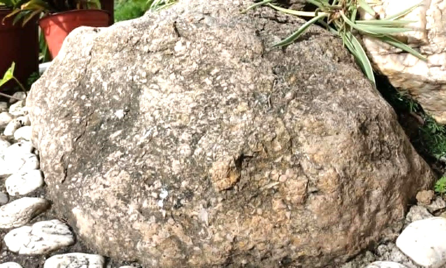 Piecing Together Lost Ecosystems (image credits: wikimedia)