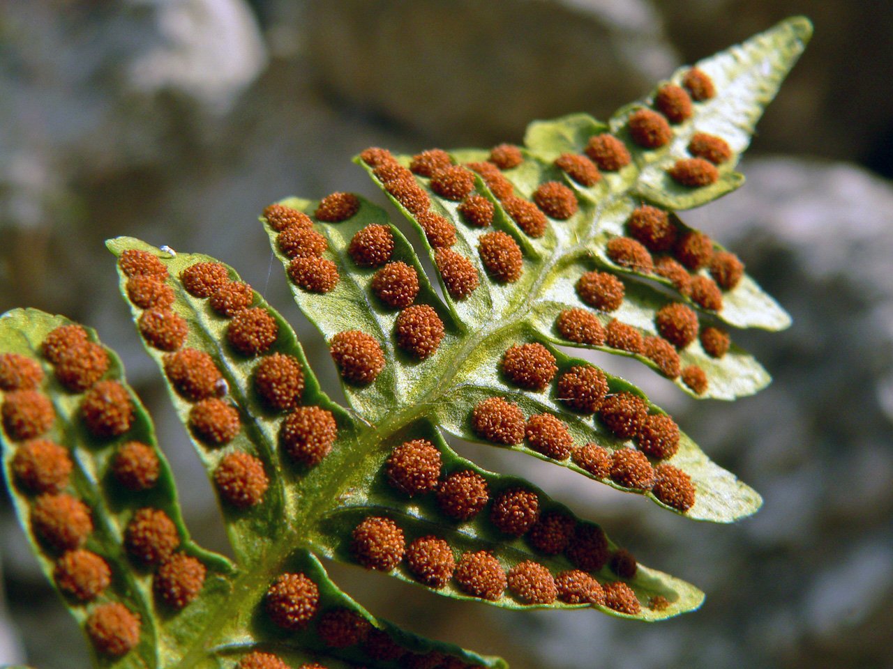 The Secret Weapon: Fern Spores and Survival (image credits: wikimedia)