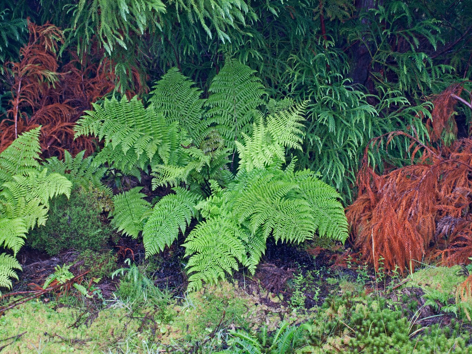 Examples From Around the Globe (image credits: wikimedia)