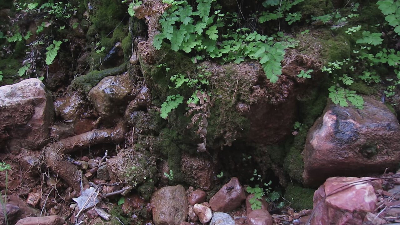 How Ferns Change the Landscape (image credits: wikimedia)