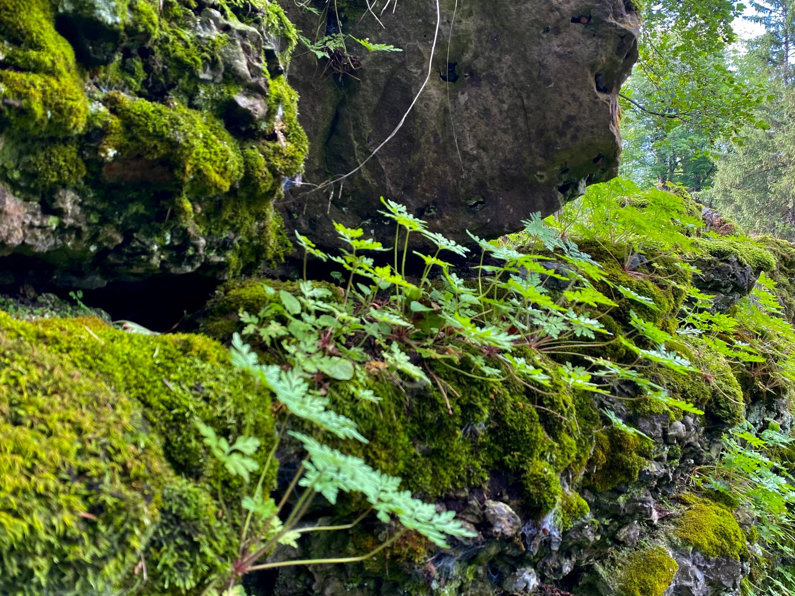 The Microclimate Magic (image credits: wikimedia)