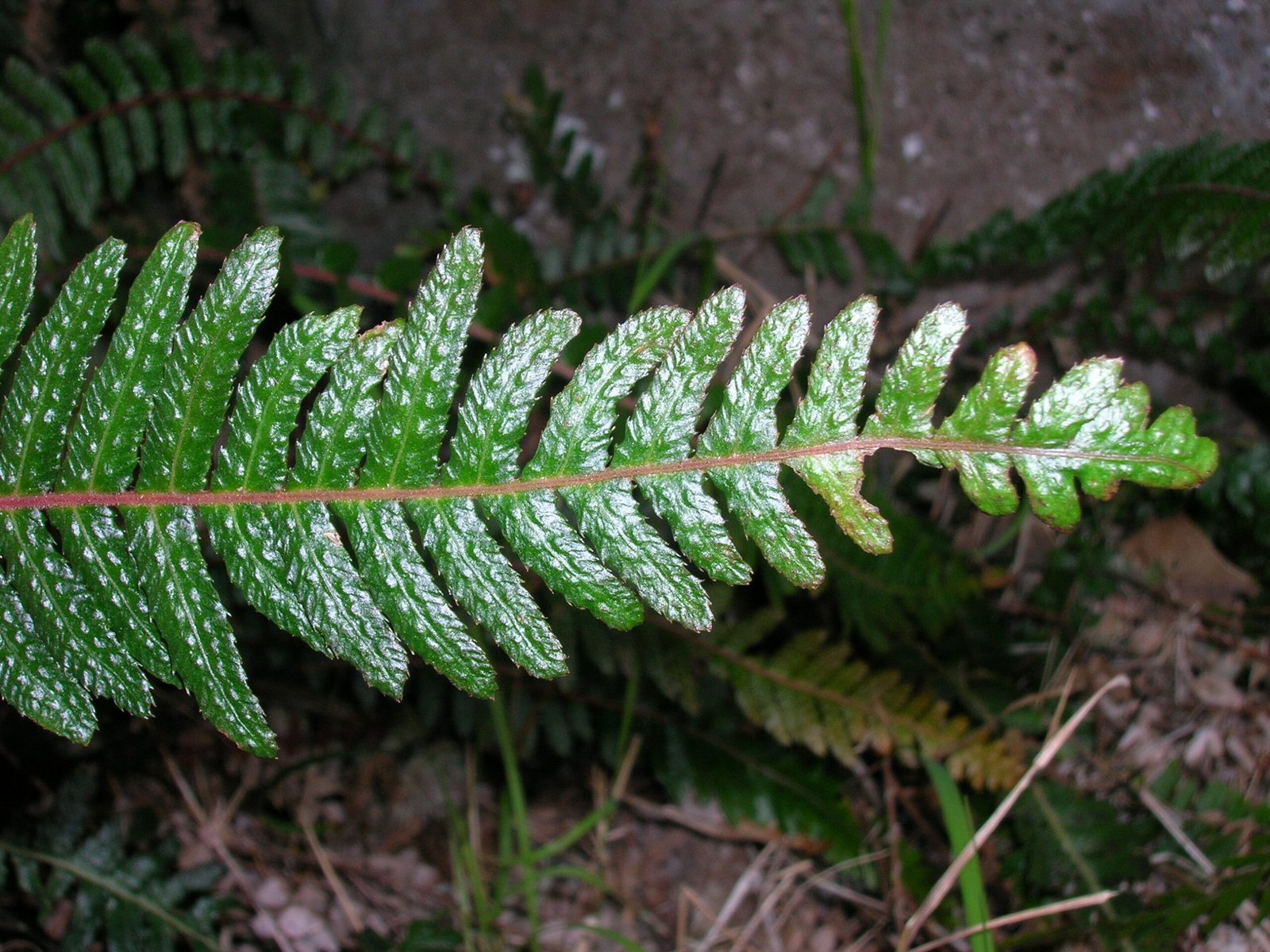 Human Connections and Cultural Significance (image credits: wikimedia)