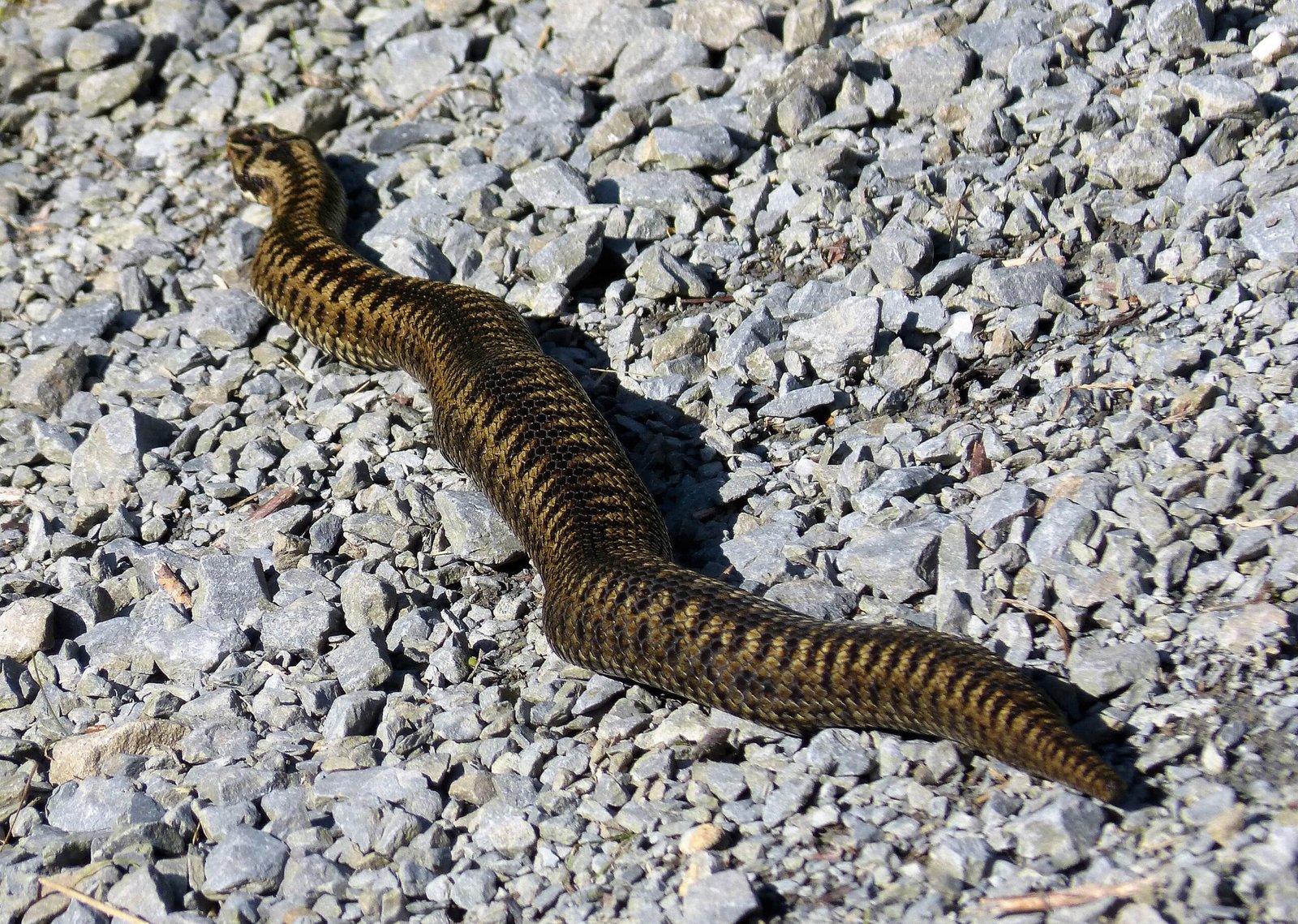 A Glimpse Into the World of the Adder (image credits: wikimedia)