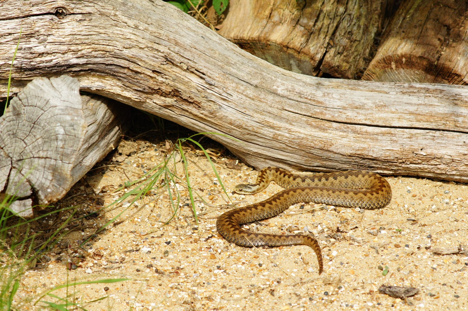 The Adder’s Place in British Folklore (image credits: wikimedia)