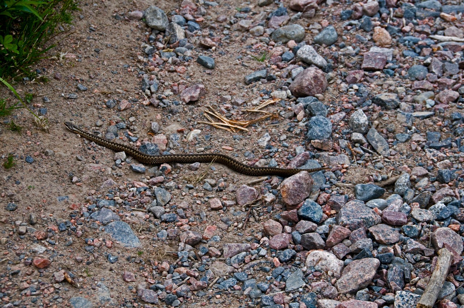 Living in Secret: The Adder’s Elusive Lifestyle (image credits: wikimedia)