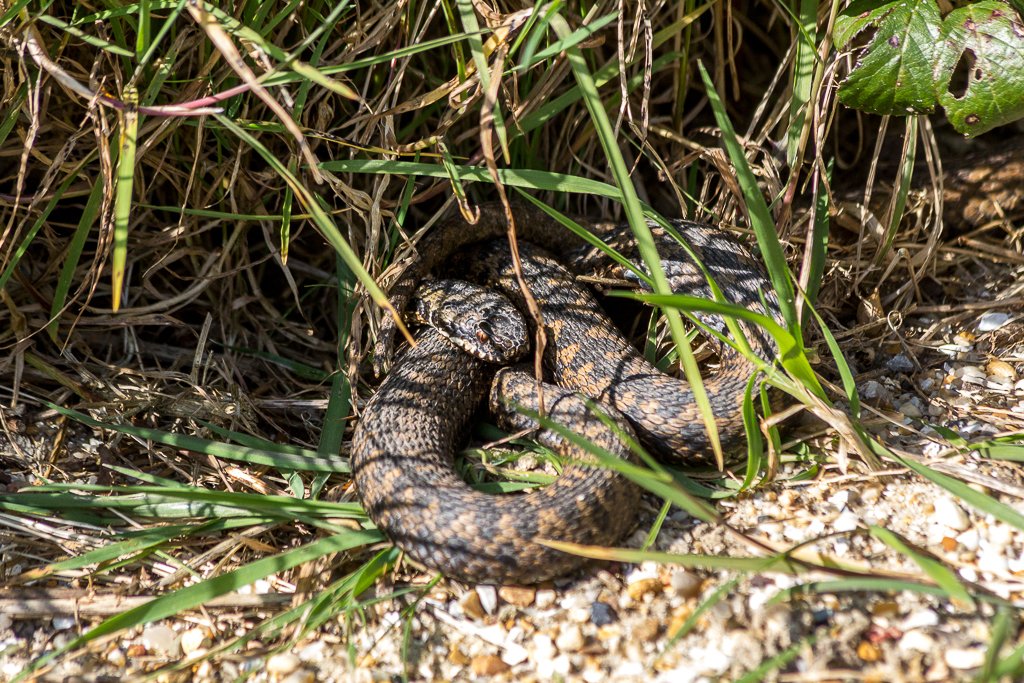 The Adder’s Role in the Ecosystem (image credits: wikimedia)