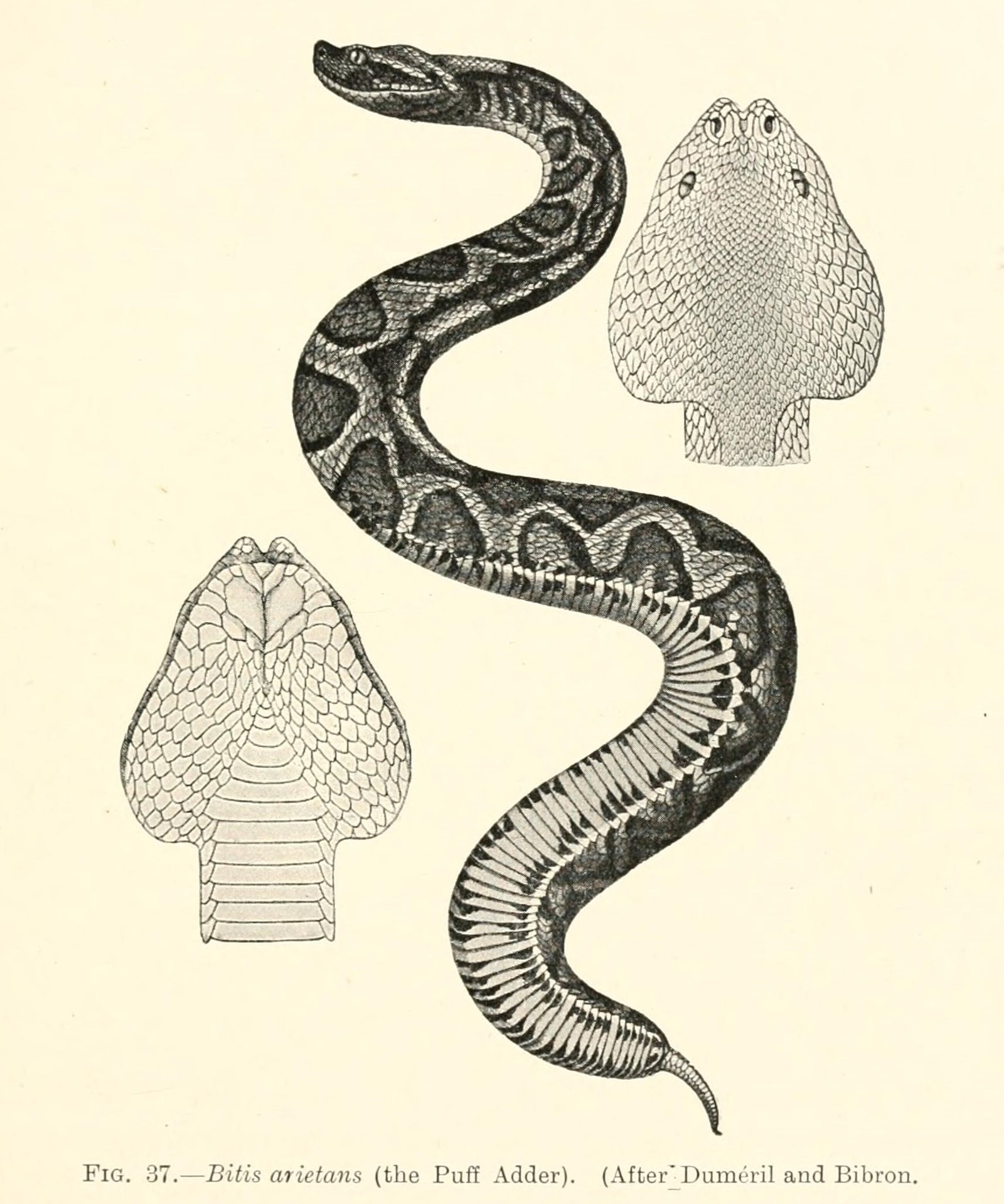 Adder Diet and Hunting Techniques (image credits: wikimedia)