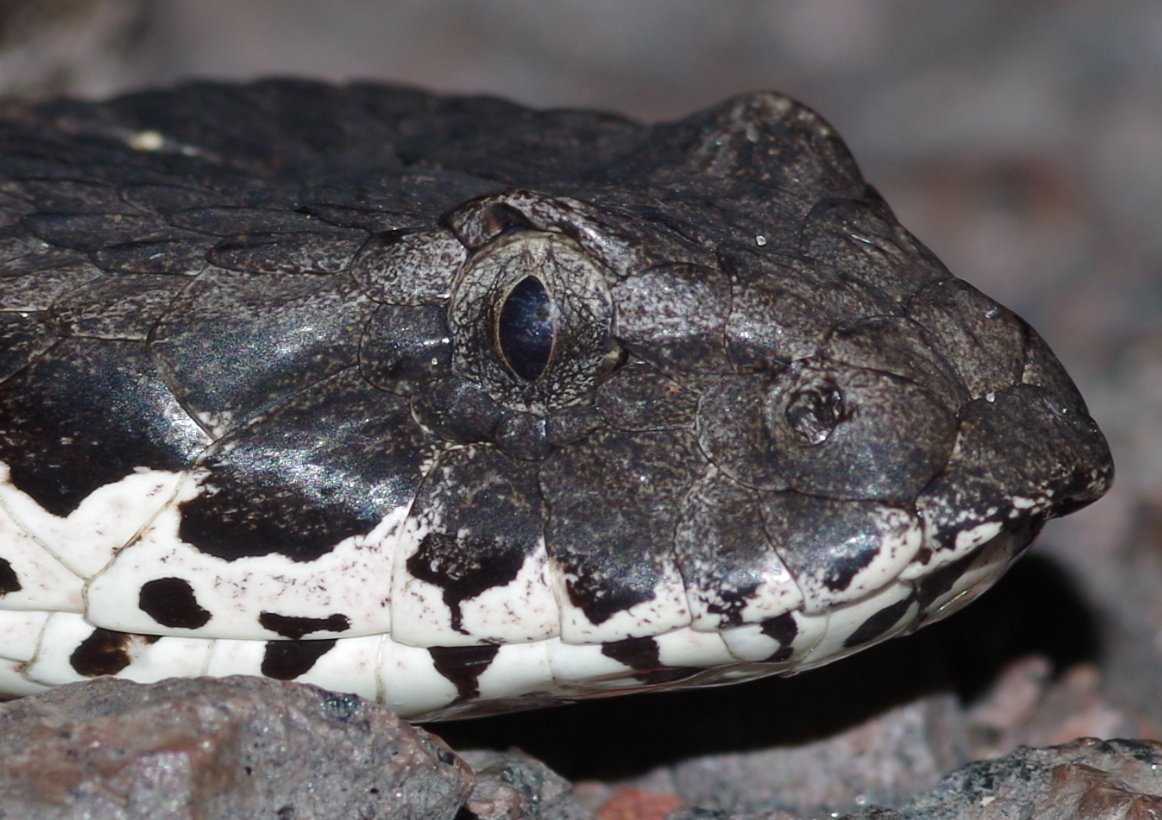 Adders and Human Encounters (image credits: wikimedia)