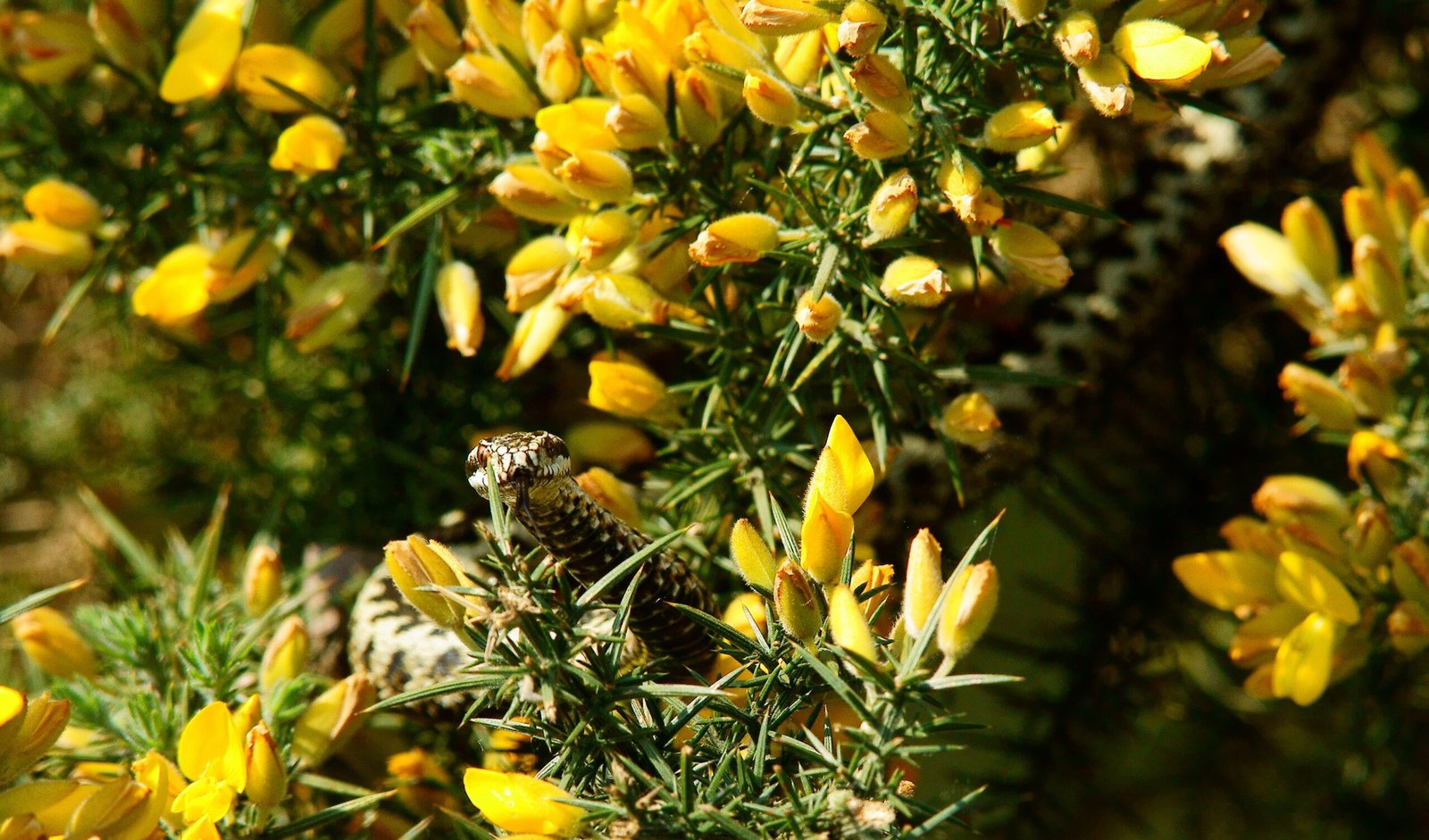 Common Misconceptions About Adders (image credits: wikimedia)
