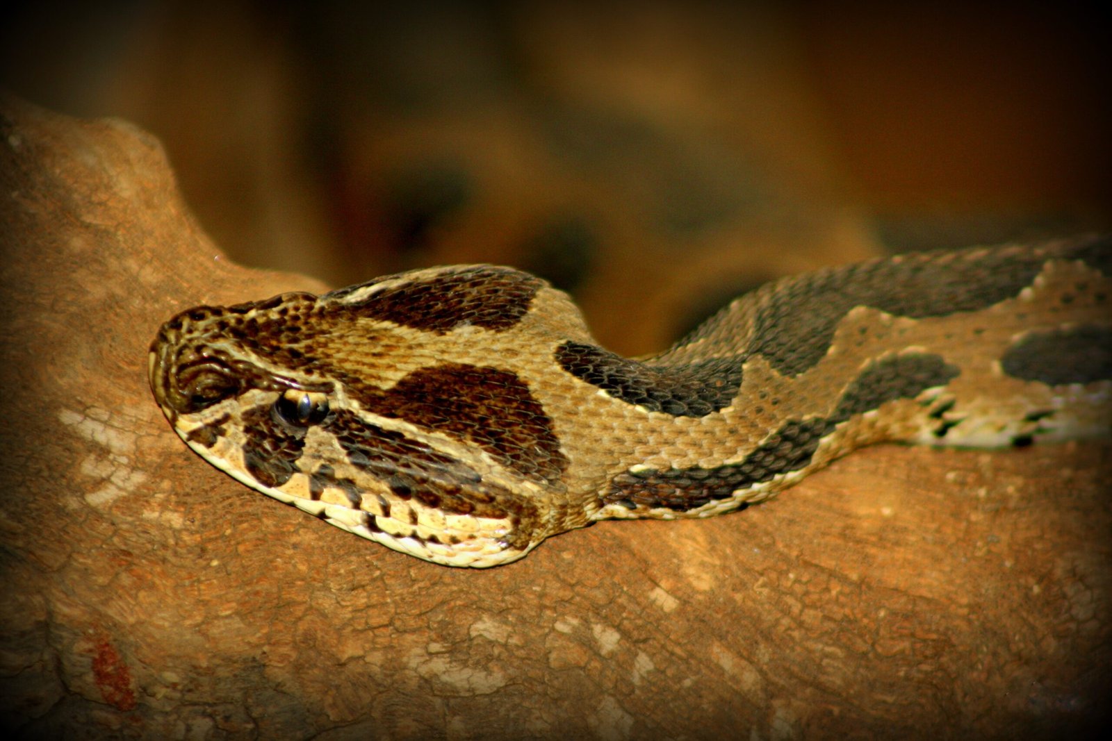 Conservation Efforts and Success Stories (image credits: wikimedia)