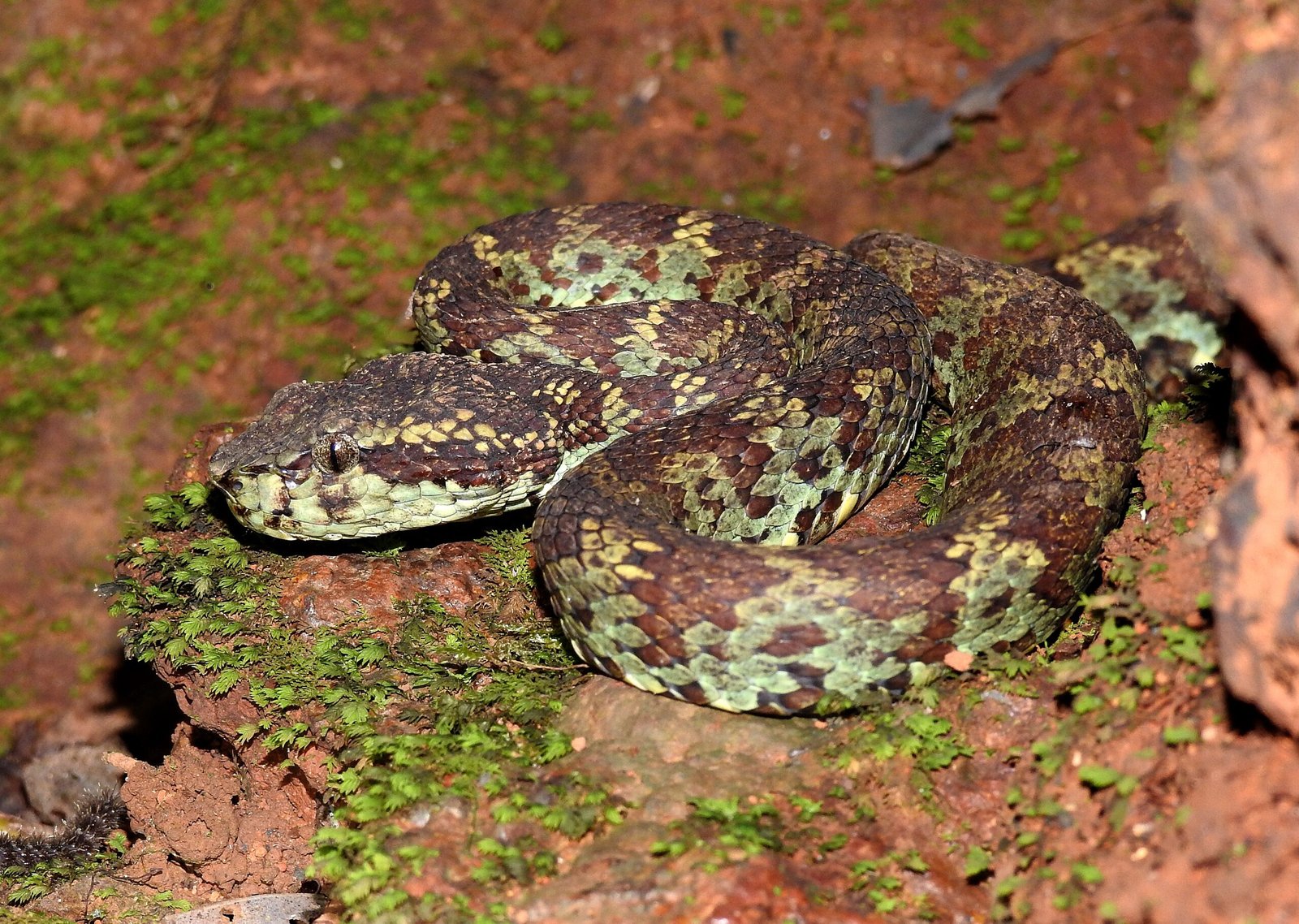 The Science of Adder Venom (image credits: wikimedia)