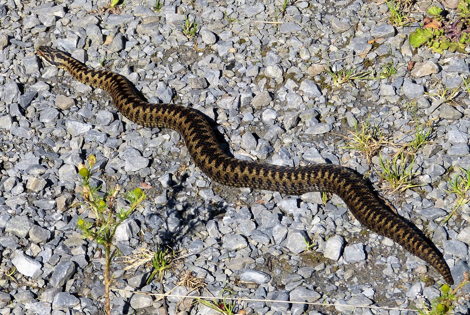 How to Coexist With Adders (image credits: wikimedia)