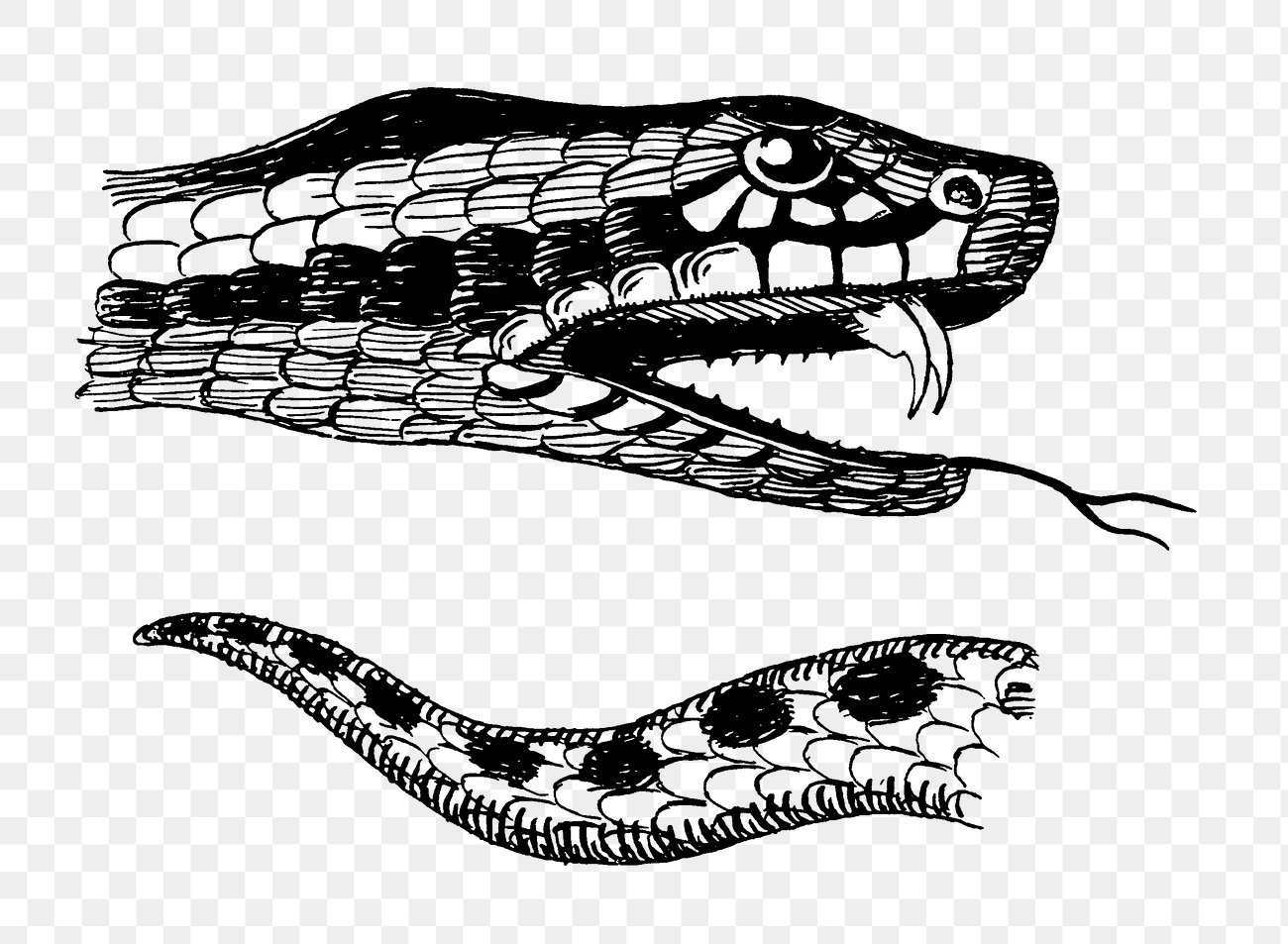 Adders in Art and Culture (image credits: rawpixel)