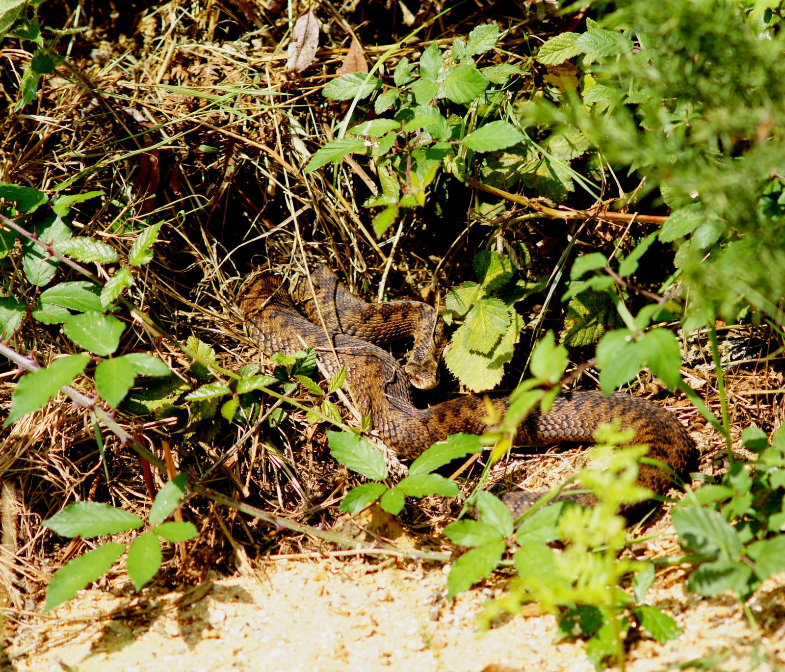 Why the Adder Deserves Our Respect (image credits: wikimedia)