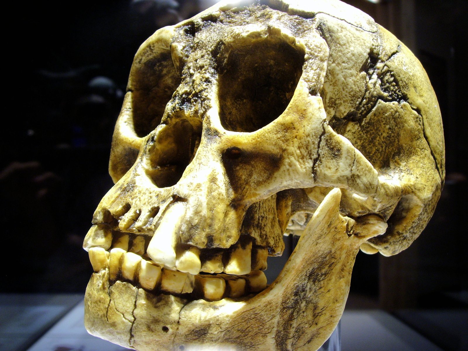 A New Species Emerges: Homo floresiensis (image credits: wikimedia)