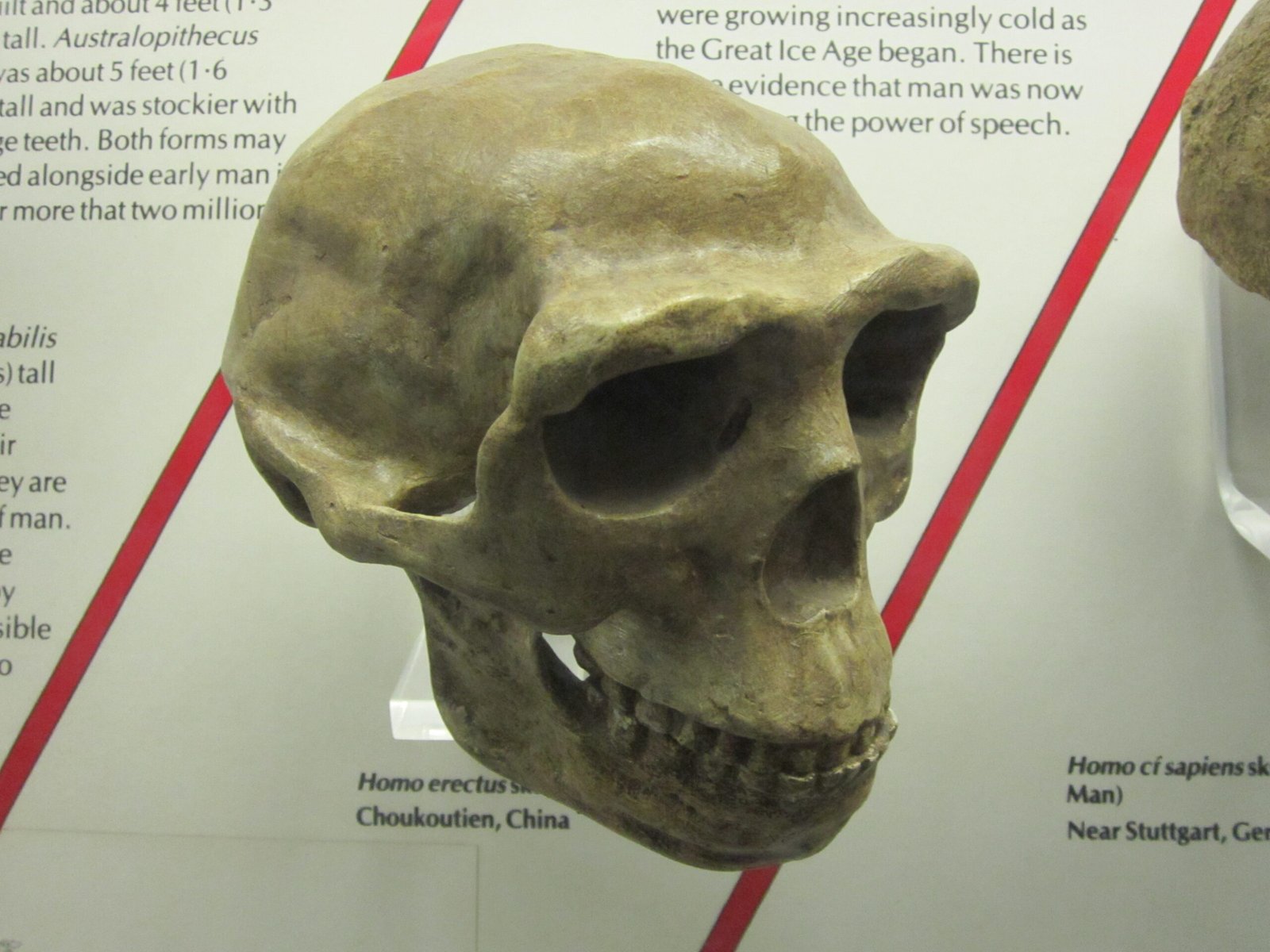The Mystery of Their Origins (image credits: wikimedia)