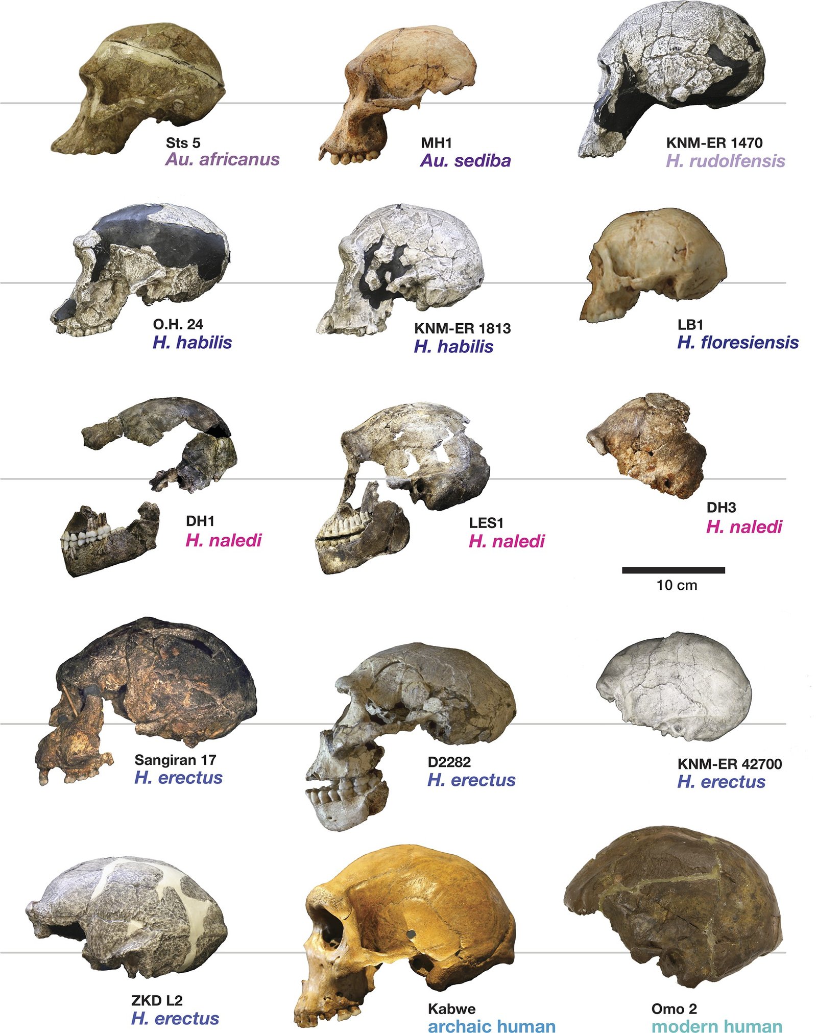 Comparisons with Other Ancient Humans (image credits: wikimedia)