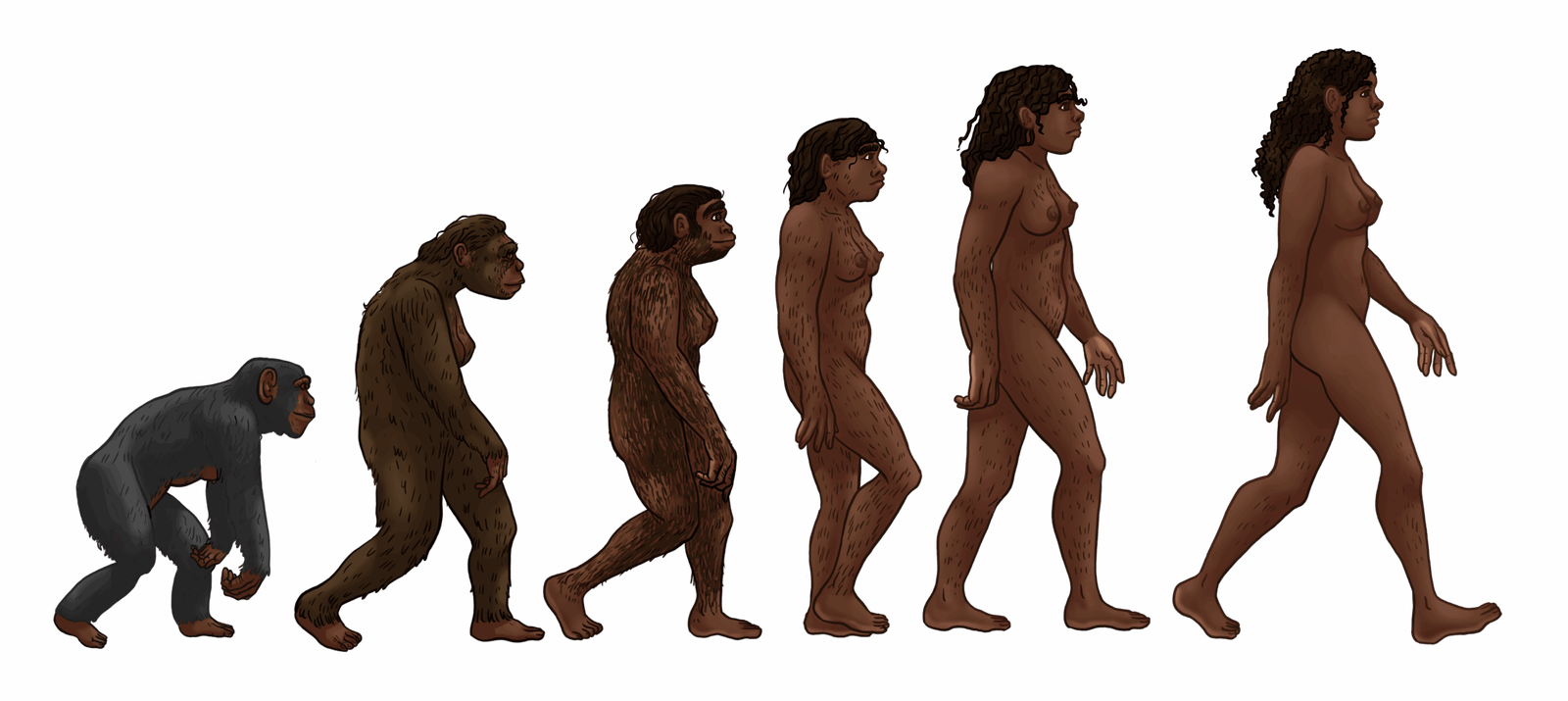 The Impact on Human Evolution Studies (image credits: wikimedia)