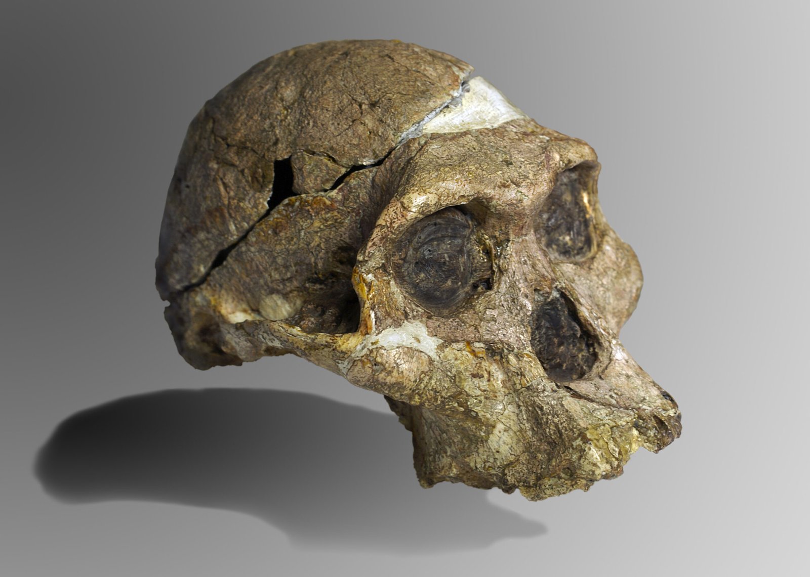 What the ‘Hobbits’ Teach Us About Ourselves (image credits: wikimedia)