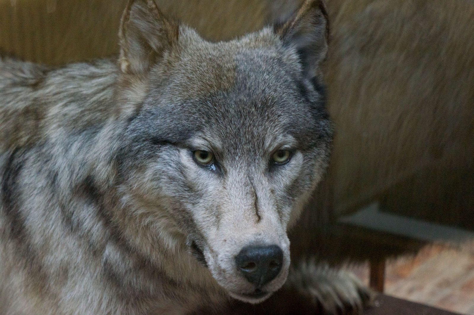 The Wolf in Irish Language and Place Names (image credits: wikimedia)