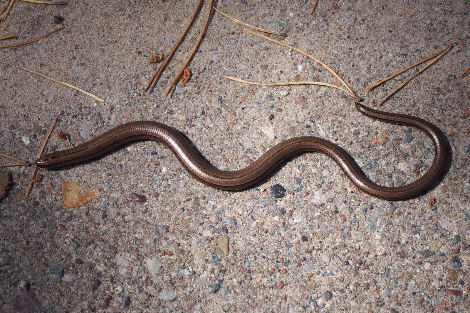 The Slow Worm’s True Identity Unmasked (image credits: wikimedia)