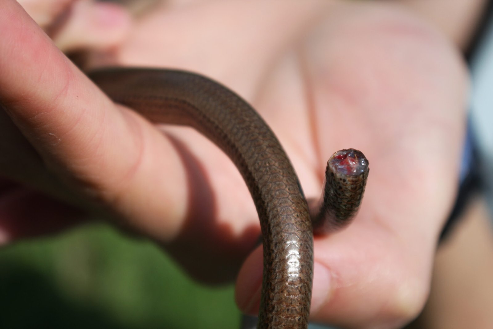 The Art of Shedding Tails: Nature’s Escape Plan (image credits: wikimedia)