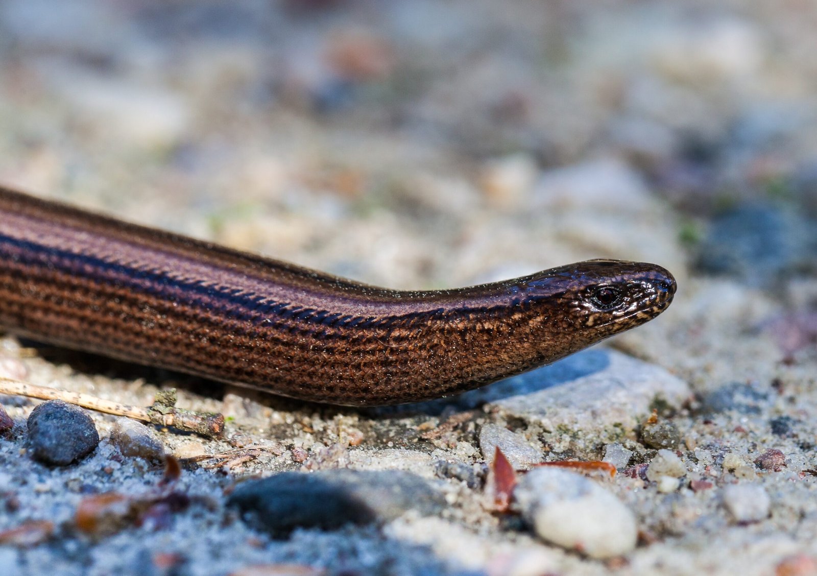 Slow by Name, But Not By Nature (image credits: wikimedia)