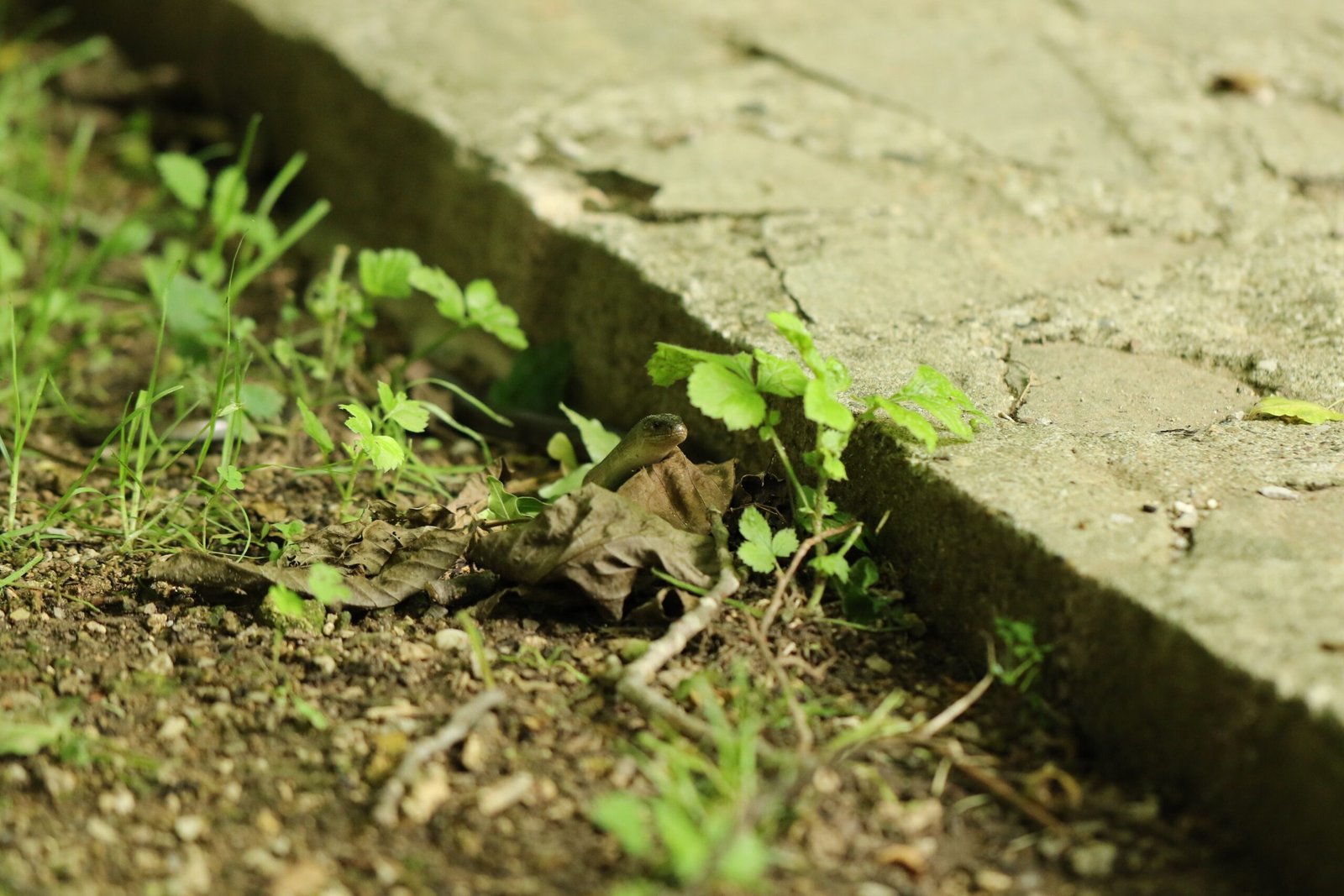 Seasonal Cycles: The Slow Worm’s Year (image credits: wikimedia)