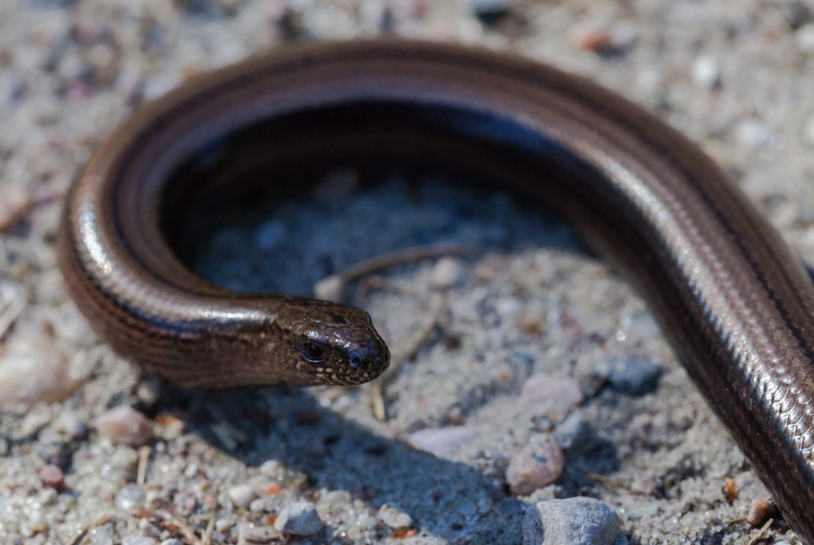 A Symbol of Biodiversity in Our Backyards (image credits: wikimedia)