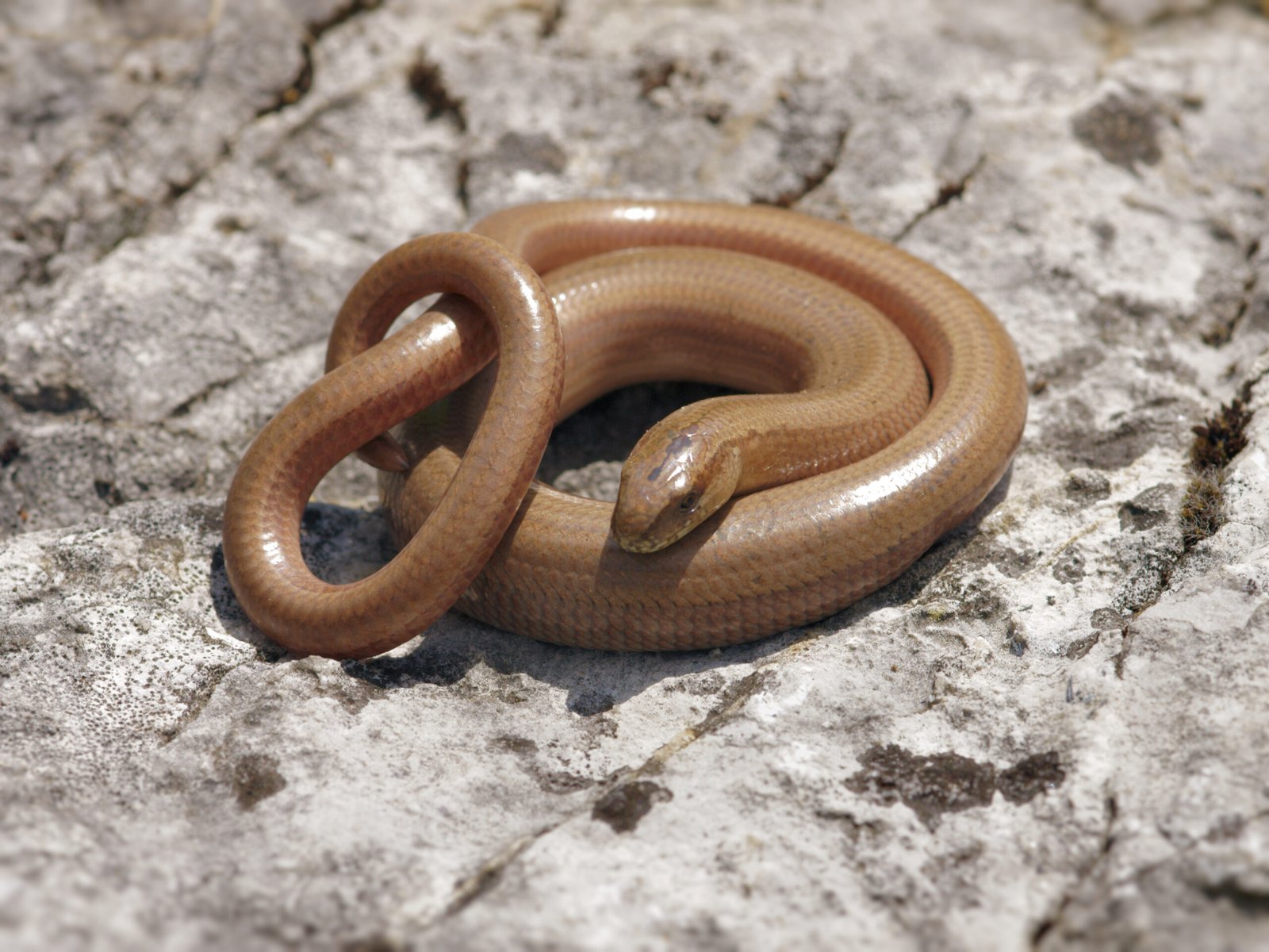 Conservation Efforts: Protecting the Slow Worm’s Legacy (image credits: wikimedia)