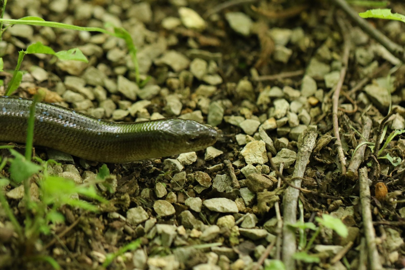 Why the Slow Worm Deserves Our Awe (image credits: wikimedia)