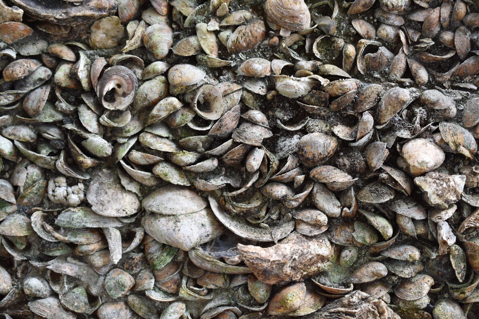 What Exactly Are Shell Middens? (image credits: wikimedia)