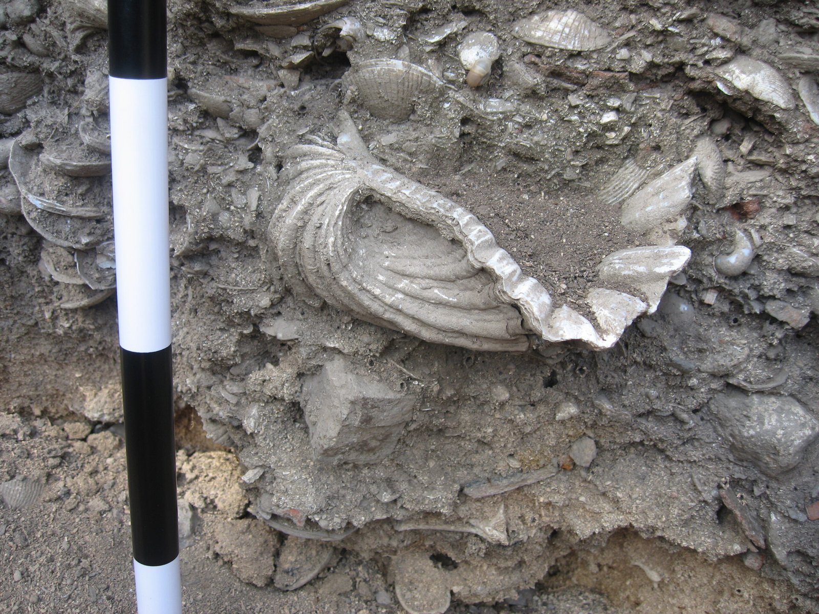 What Types of Shells Fill These Middens? (image credits: wikimedia)