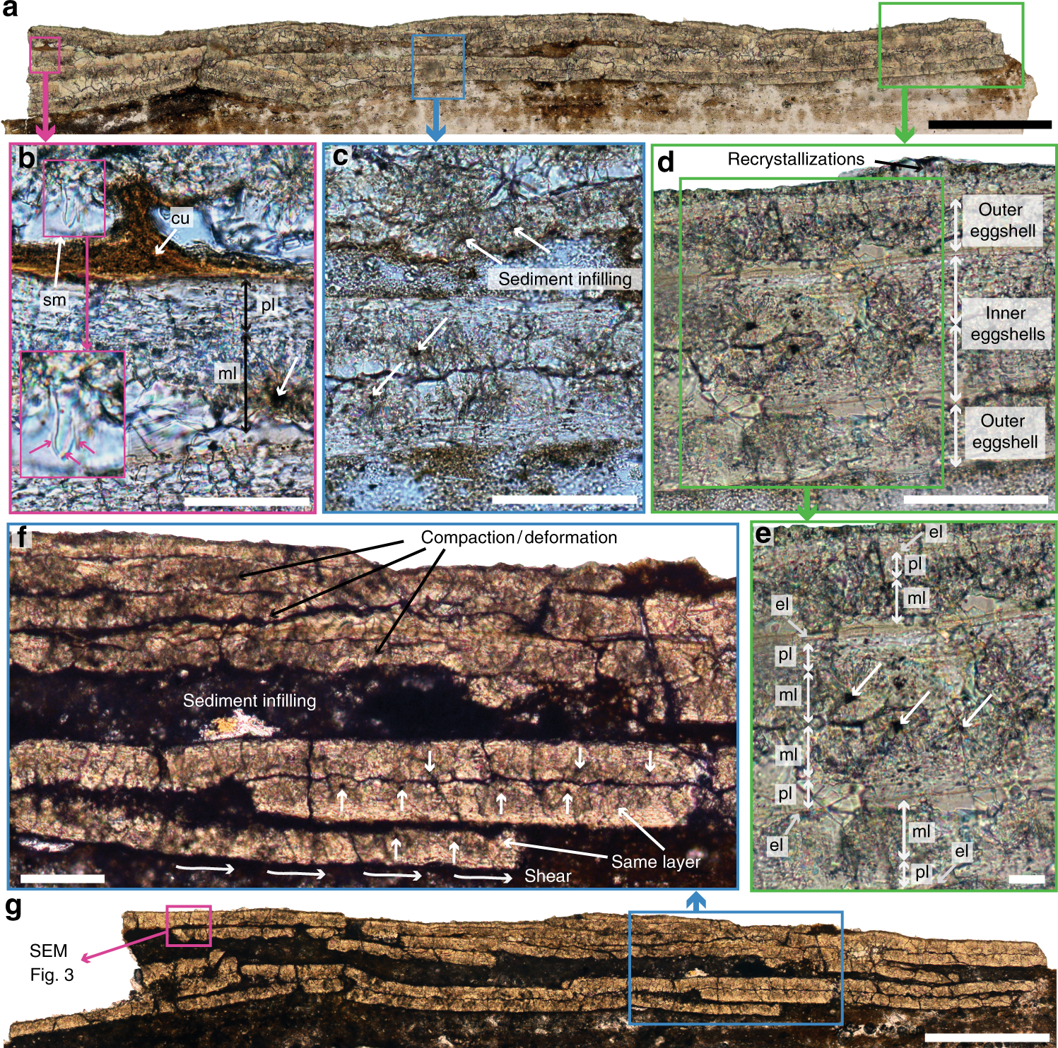 Shell Middens as Ancient Environmental Records (image credits: wikimedia)
