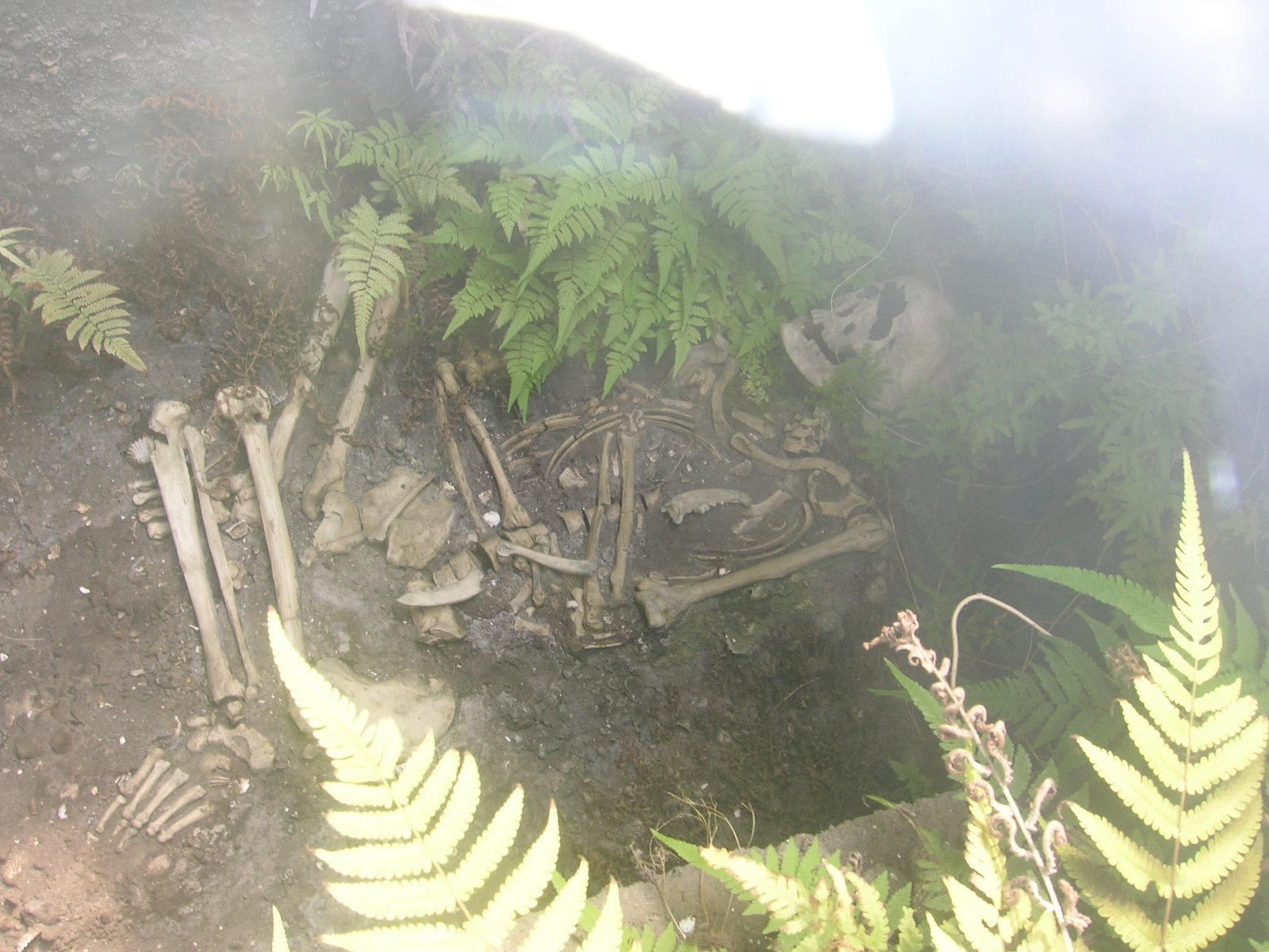 Scientific Techniques: Digging Deeper into Middens (image credits: wikimedia)
