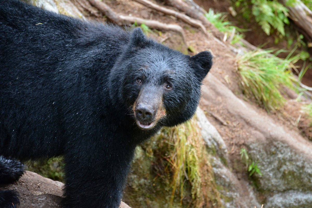A Changing Landscape: Why Black Bears Are on the Move (image credits: wikimedia)