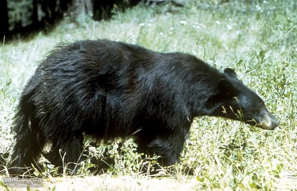 Bear Biology: What Makes Black Bears Such Survivors? (image credits: wikimedia)