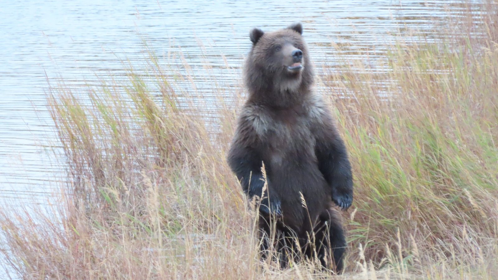 The Science of Tracking Bear Expansion (image credits: wikimedia)