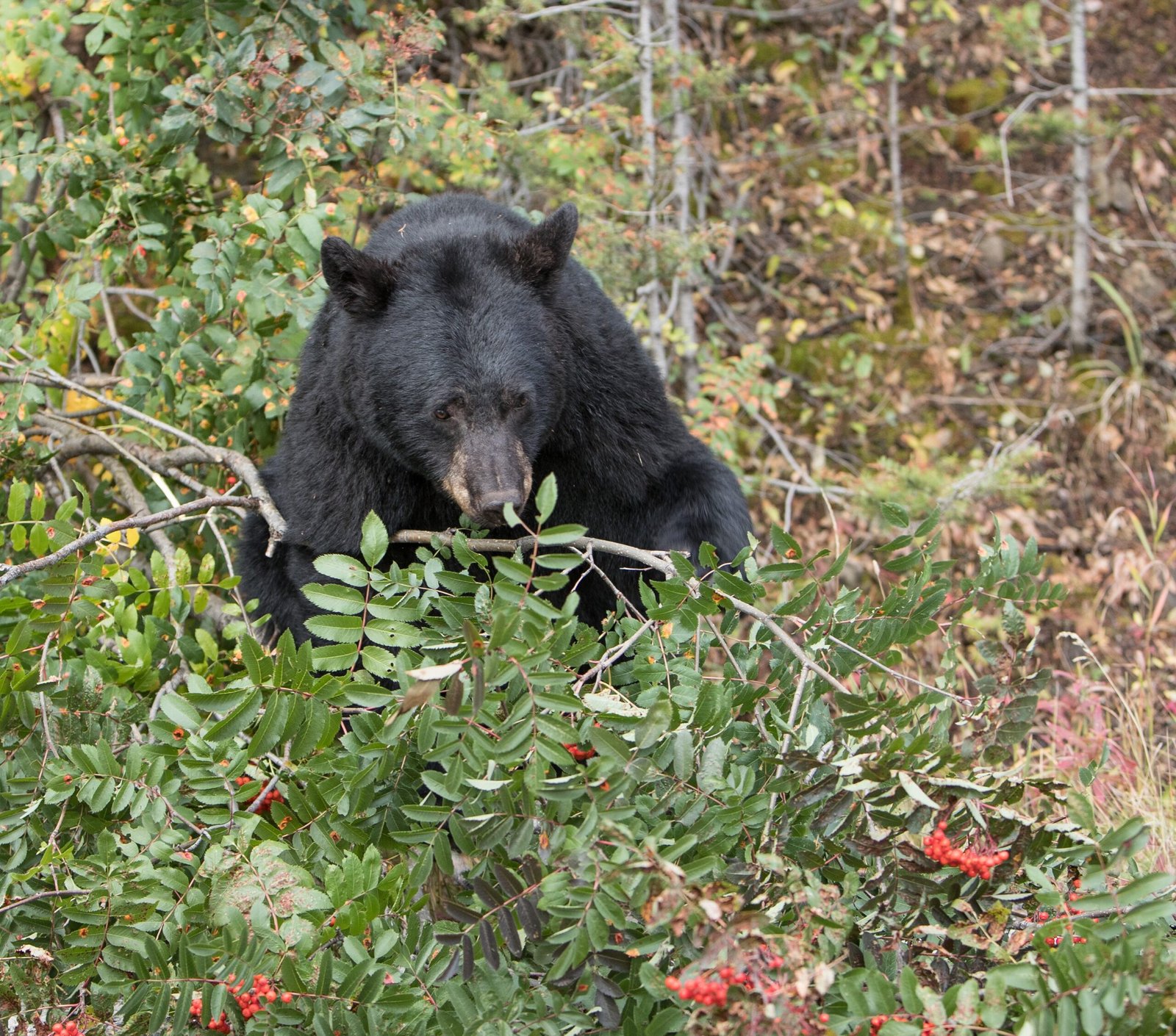 Bear Diet: What’s on the Menu? (image credits: wikimedia)