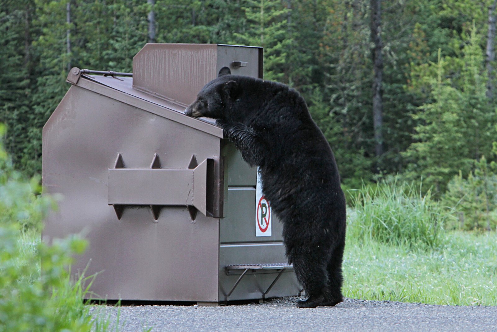 Bear Behavior: Curious, Cautious, and Clever (image credits: wikimedia)
