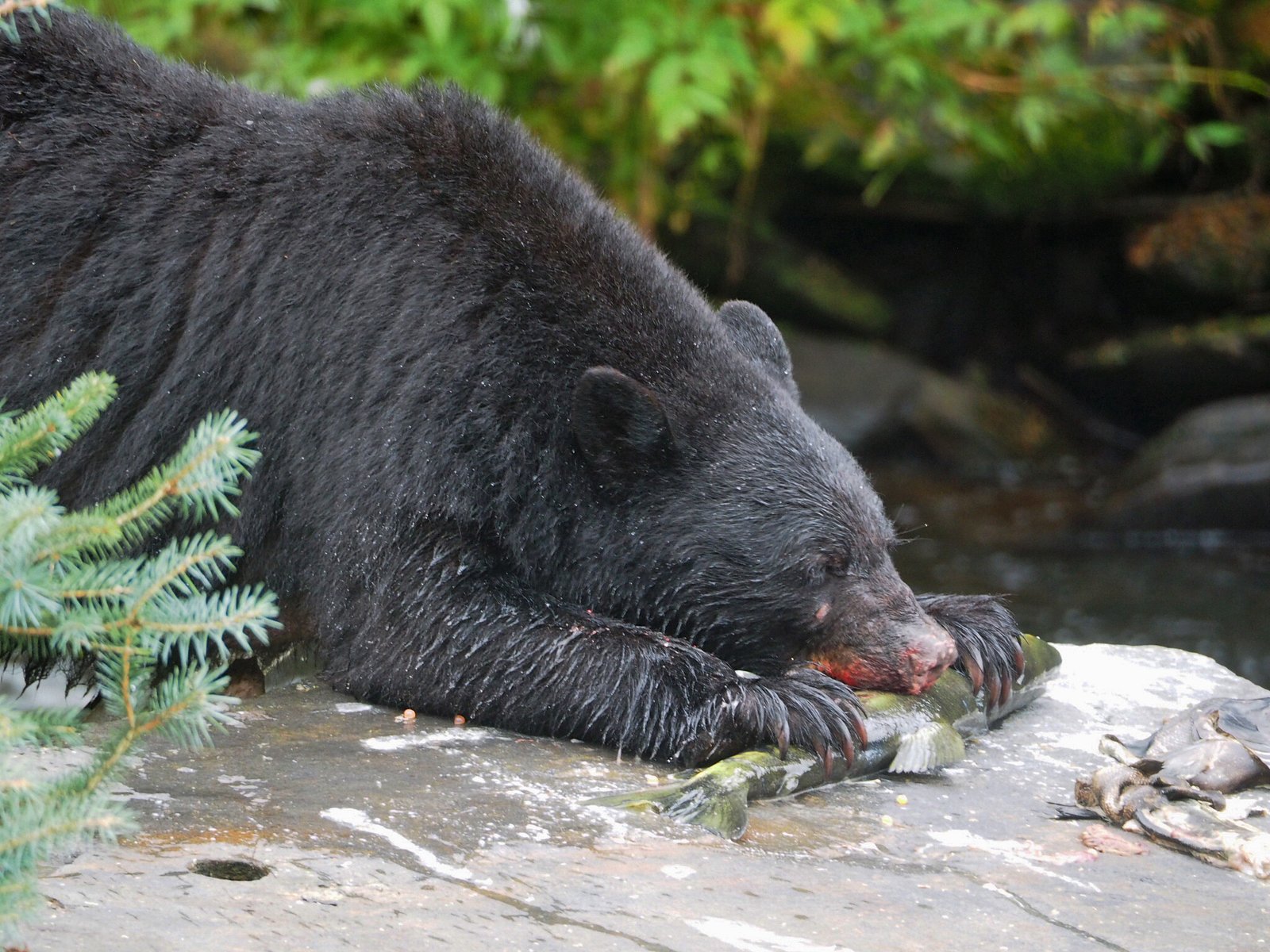 Climate Change and Black Bear Range Shifts (image credits: wikimedia)