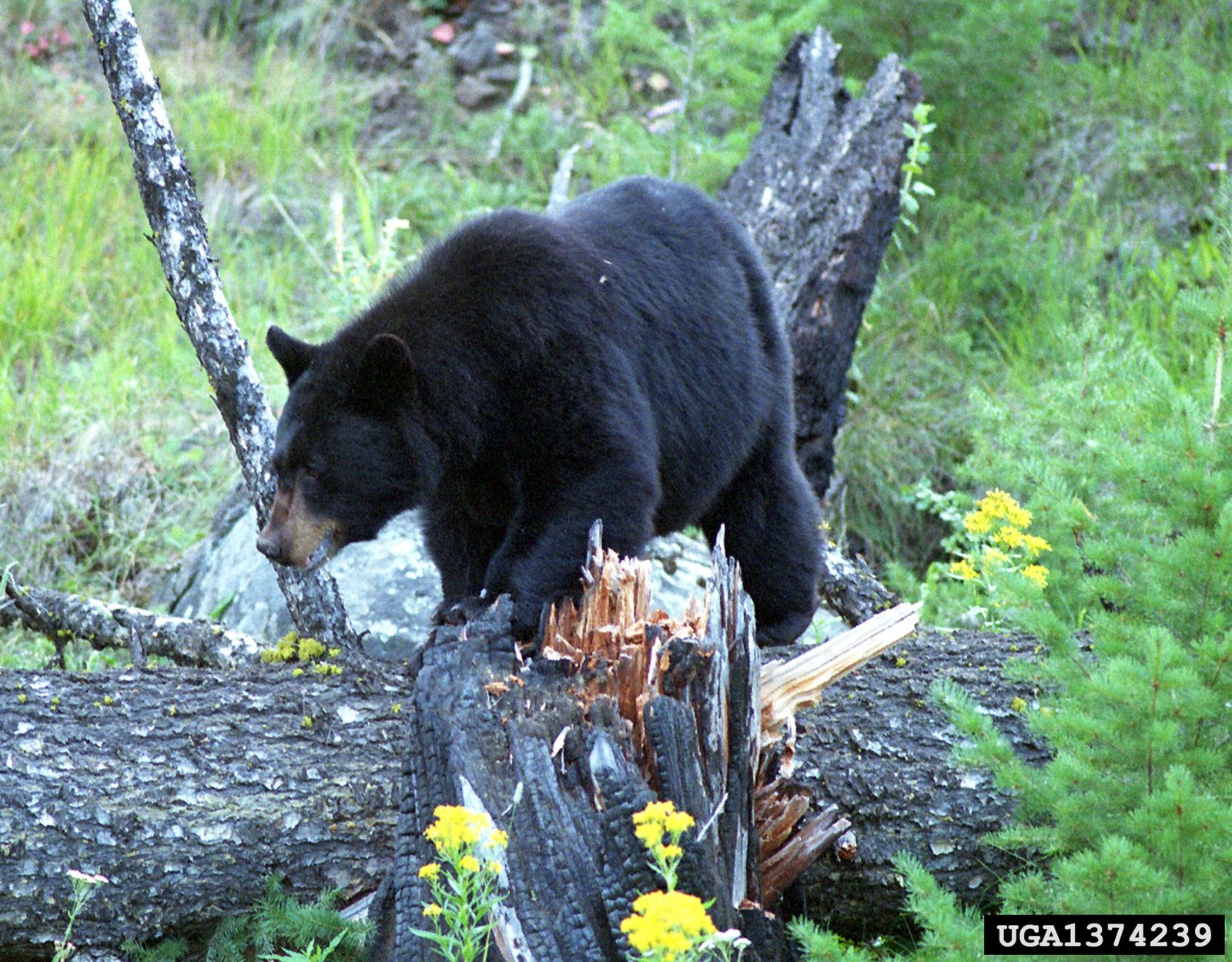 Black Bears and Biodiversity: The Ripple Effect (image credits: wikimedia)