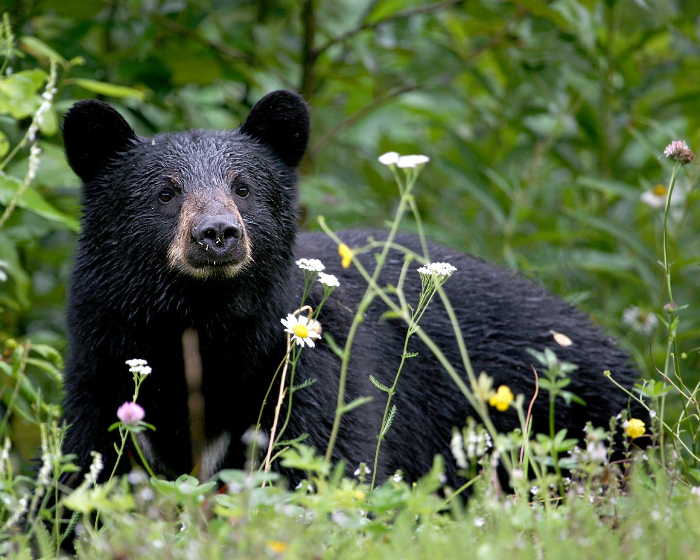 Bears and People: Fear, Fascination, and Folklore (image credits: wikimedia)
