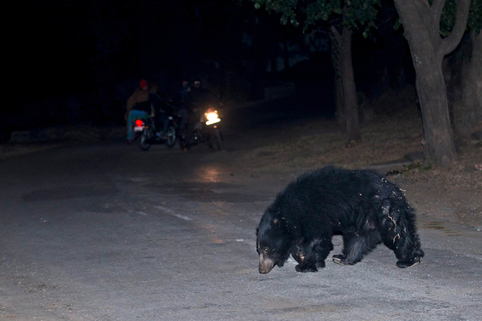 The Road Ahead: The Future of Human-Bear Boundaries (image credits: wikimedia)